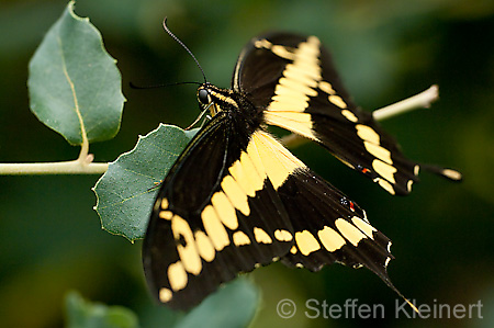 167 Koenigs-Page - Papilio thoas